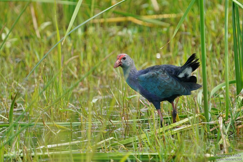 Grey-headed Swamphenadult