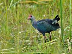 Grey-headed Swamphen