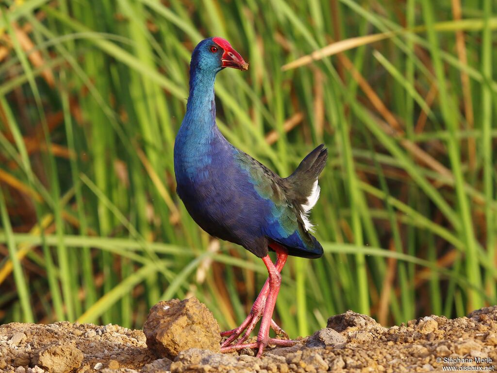 Talève d'Afriqueadulte