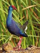 African Swamphen