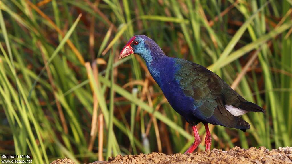 Talève d'Afriqueadulte, identification