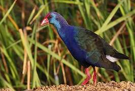 African Swamphen