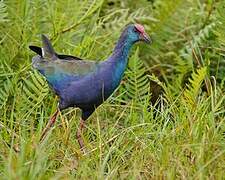 African Swamphen