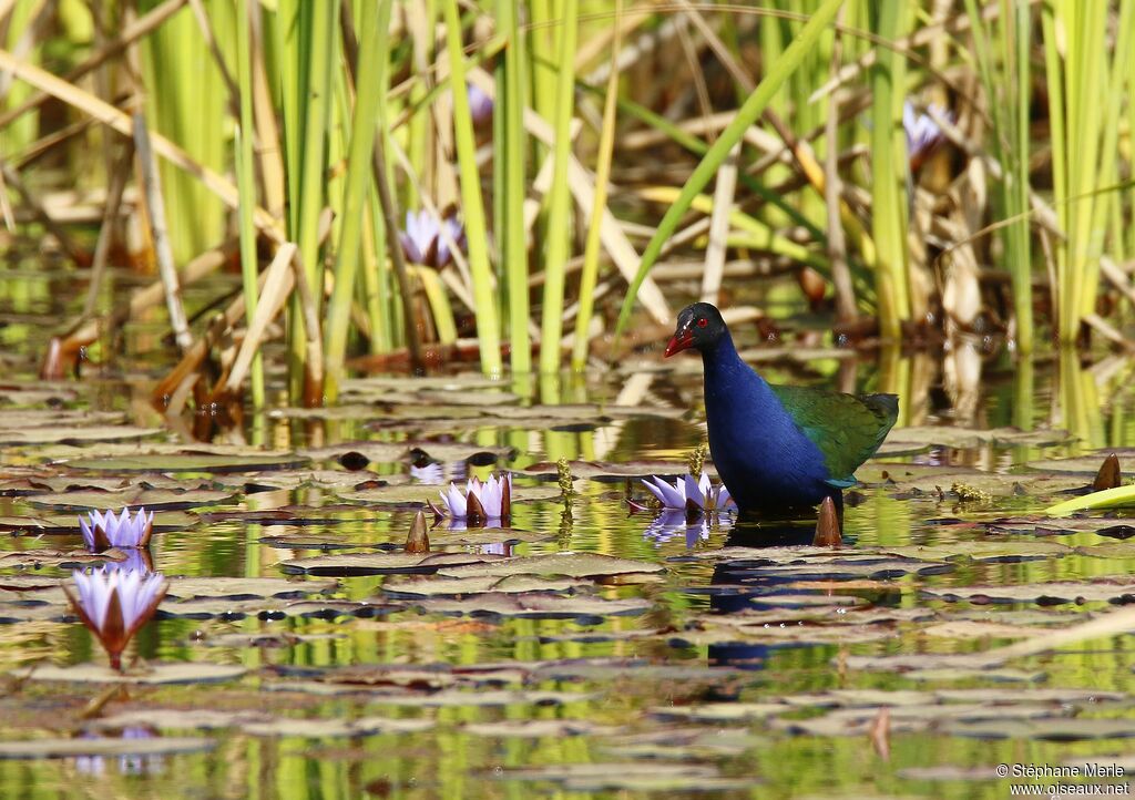 Talève d'Allenadulte, habitat