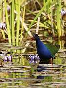 Allen's Gallinule