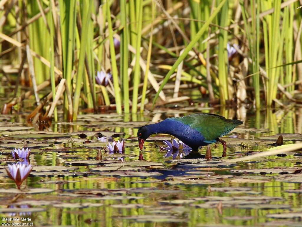 Talève d'Allenadulte nuptial, habitat, pêche/chasse