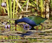 Allen's Gallinule