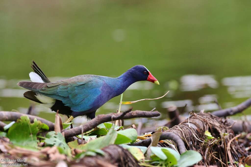 Purple Gallinuleadult, habitat, pigmentation, walking