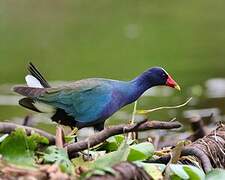 Purple Gallinule