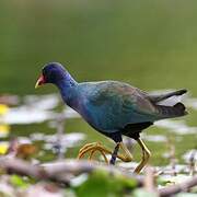 Purple Gallinule