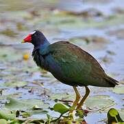 Purple Gallinule