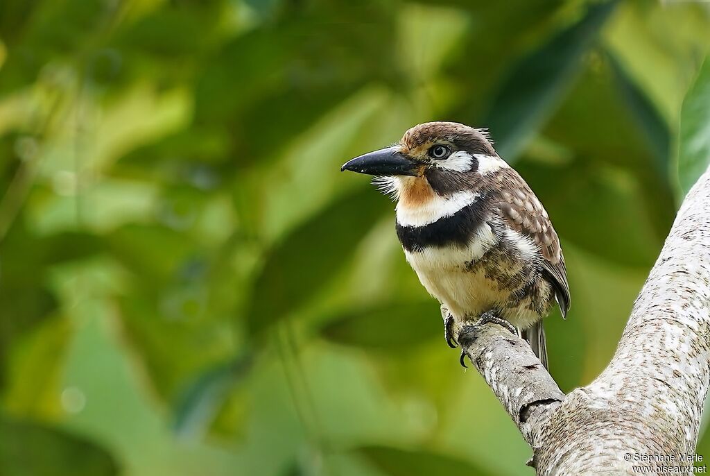 Russet-throated Puffbird male adult breeding