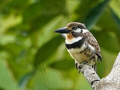 Russet-throated Puffbird