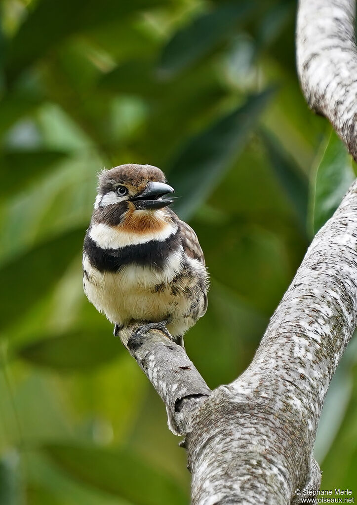 Russet-throated Puffbirdadult