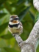 Russet-throated Puffbird