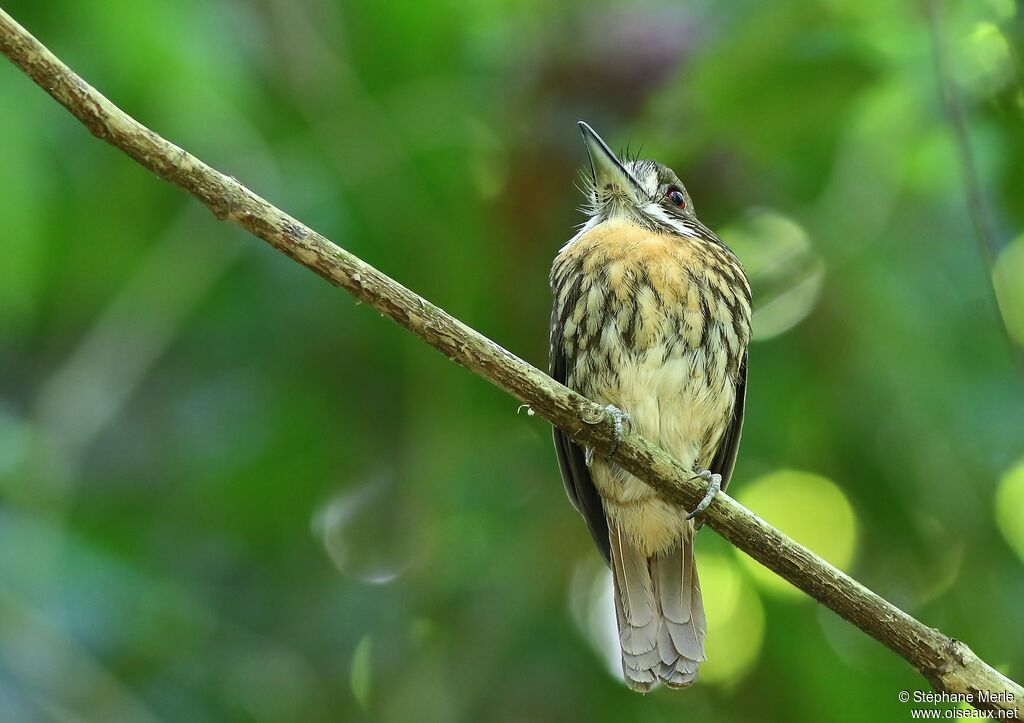 White-whiskered Puffbird male adult