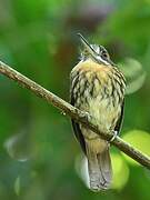 White-whiskered Puffbird