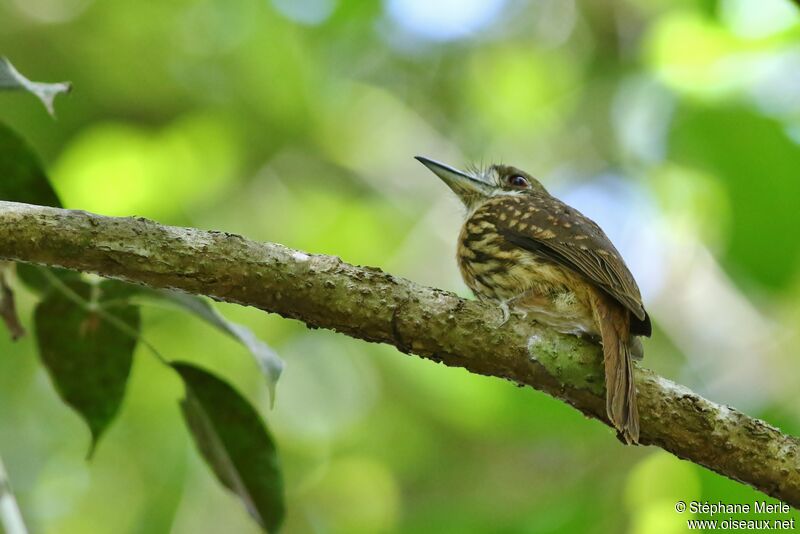 White-whiskered Puffbird male adult