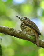 White-whiskered Puffbird