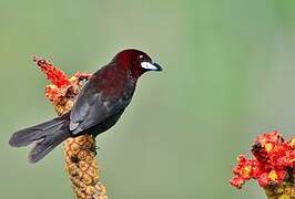 Silver-beaked Tanager