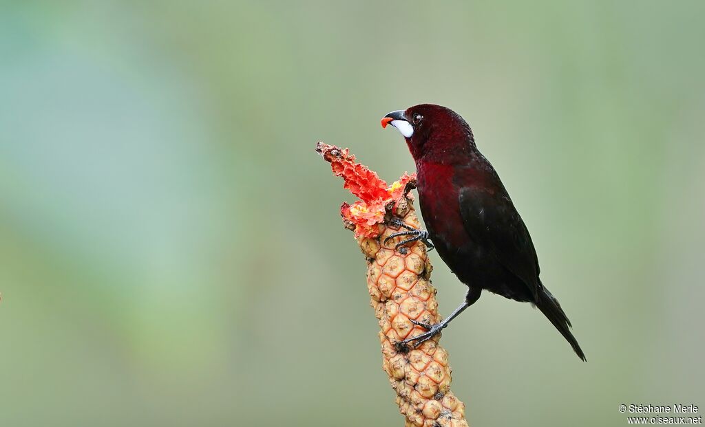 Silver-beaked Tanager male adult