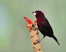 Silver-beaked Tanager