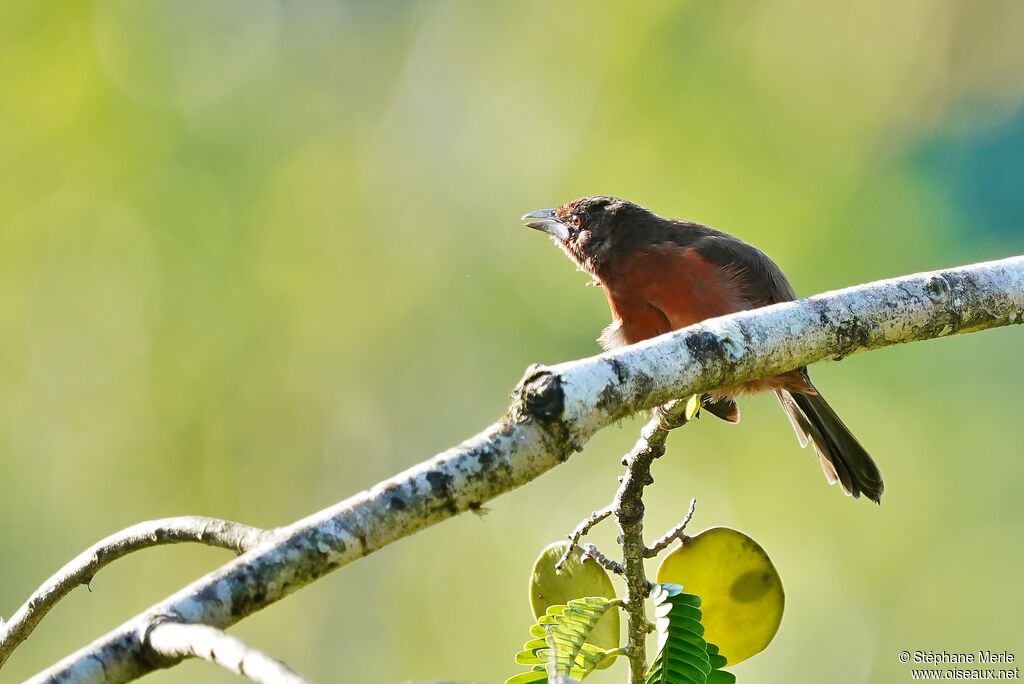 Silver-beaked Tanagerimmature