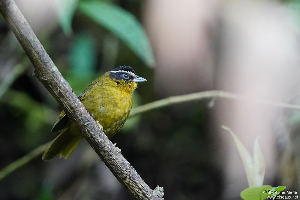 Black-capped Hemispingusadult