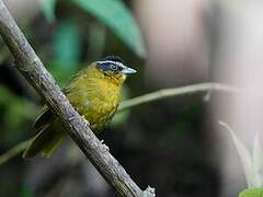 Black-capped Hemispingus