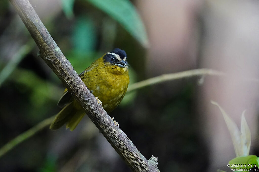 Black-capped Hemispingusadult