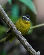 Black-capped Hemispingus