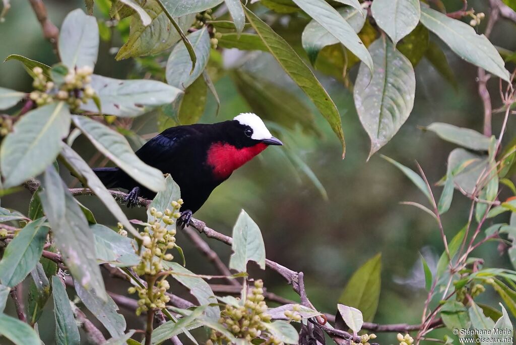 White-capped Tanageradult