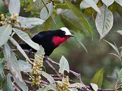 White-capped Tanager