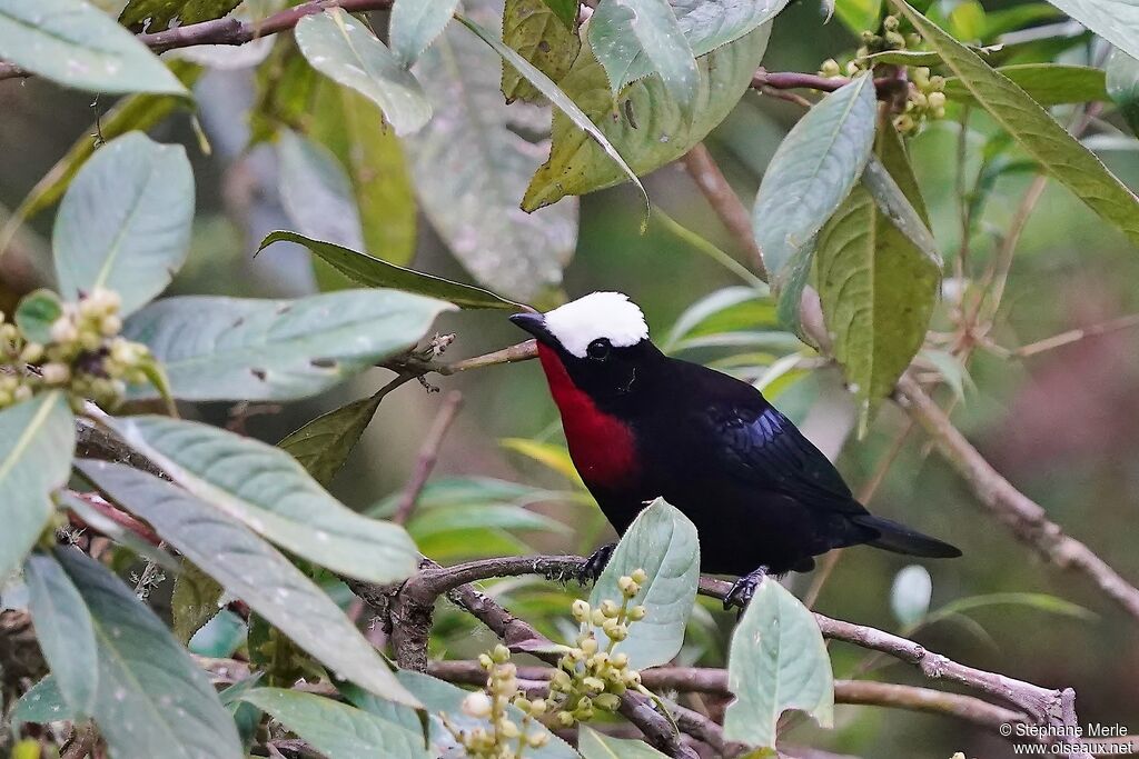 White-capped Tanageradult