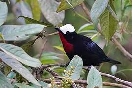 White-capped Tanager