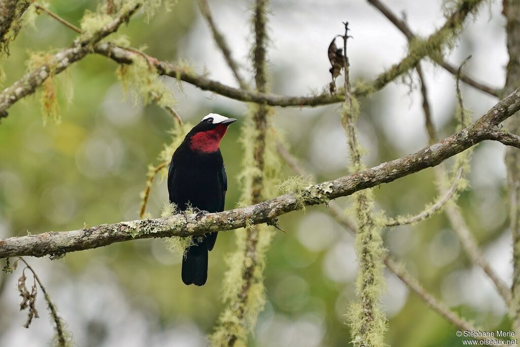 White-capped Tanageradult