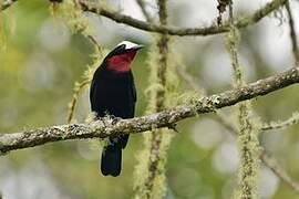 White-capped Tanager