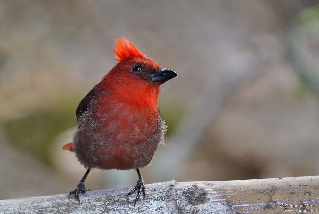 Crested Ant Tanager male adult