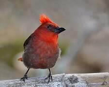 Crested Ant Tanager