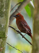 Crested Ant Tanager