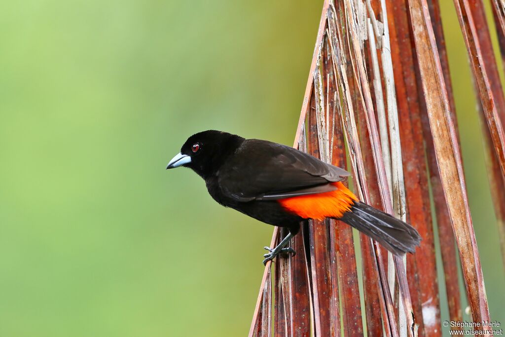 Scarlet-rumped Tanager male adult