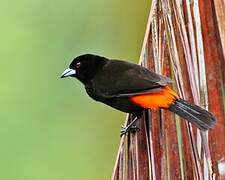 Scarlet-rumped Tanager