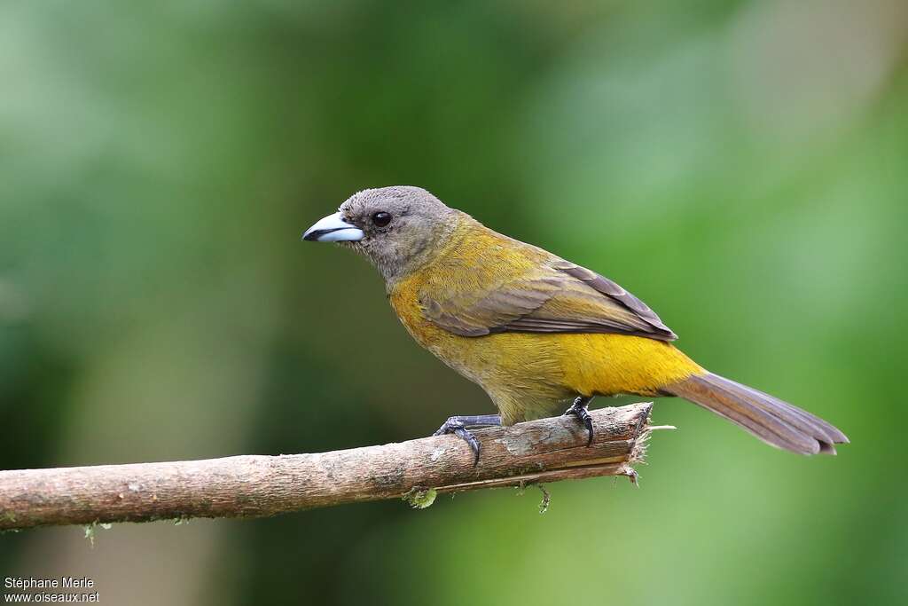 Scarlet-rumped Tanager female adult, identification