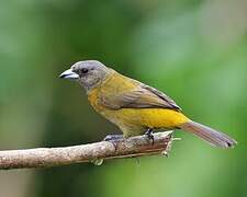 Scarlet-rumped Tanager