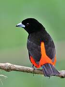 Scarlet-rumped Tanager