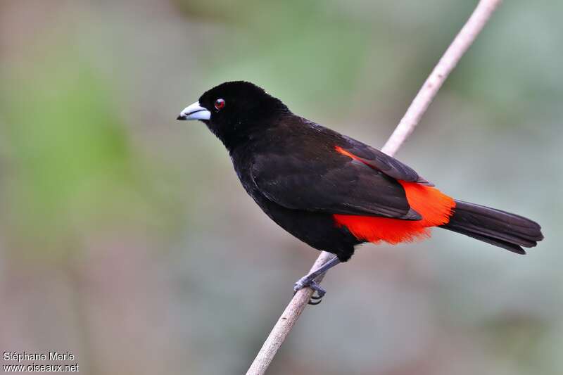 Scarlet-rumped Tanager male adult, Behaviour