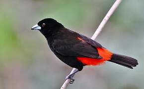 Scarlet-rumped Tanager