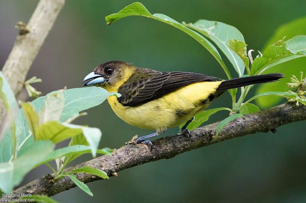 Lemon-rumped Tanager female adult