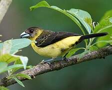 Lemon-rumped Tanager