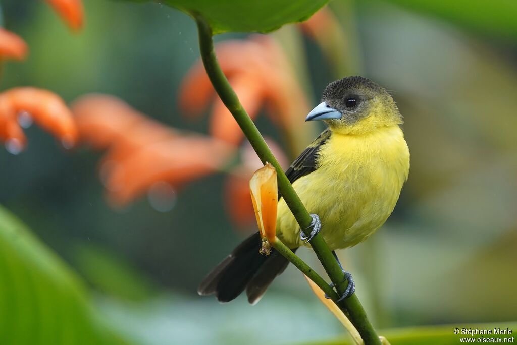 Lemon-rumped Tanager female adult